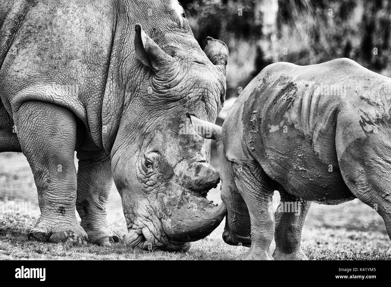 animales de zoológico Foto de stock