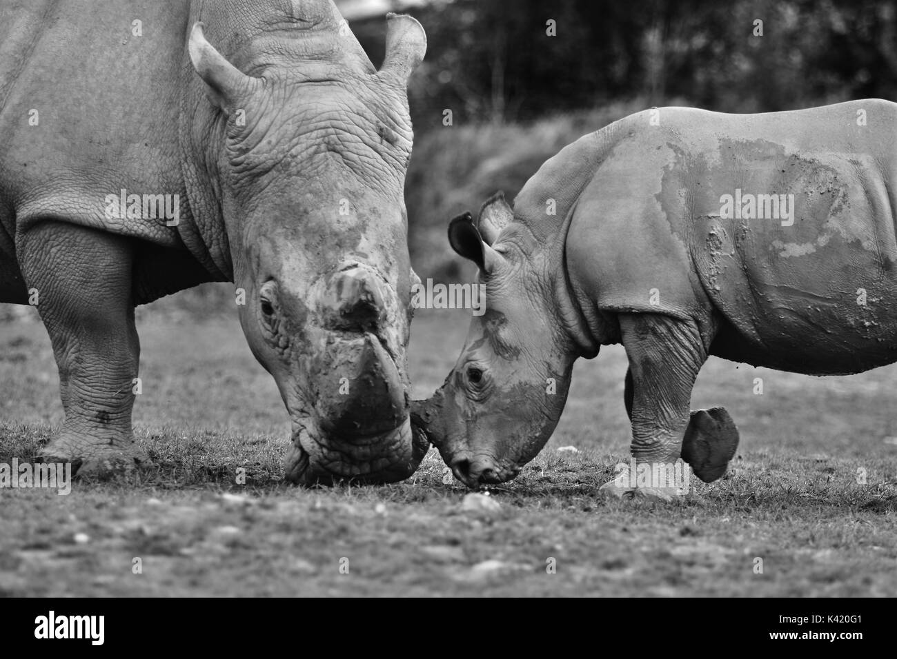 animales de zoológico Foto de stock