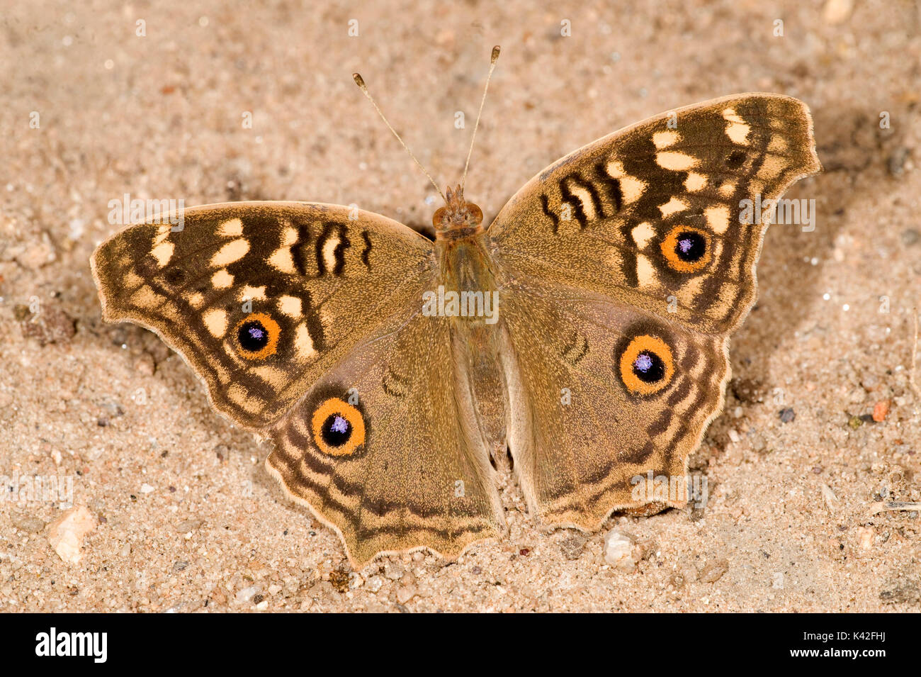 Lemon Pansy Butterfly, Precis lemonius, Rann de Kutch, Gujarat, India, descansando en el suelo con las alas abiertas, mostrando manchas oculares Foto de stock
