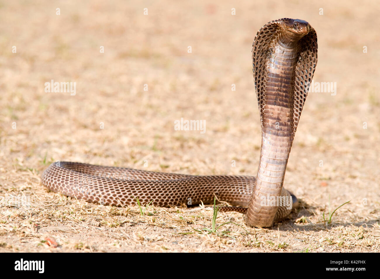 La cobra egipcia, Naja haje, utilizado para mostrar domador de serpientes, criados con capucha, Rann de Kutch, Gujarat, India Foto de stock
