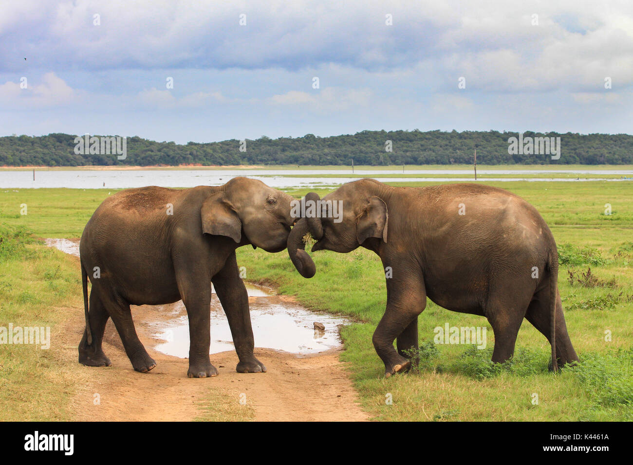 En el amor, dos elefantes jugando con sus troncos. Ver durante un viaje de safari en Sri Lanka Foto de stock