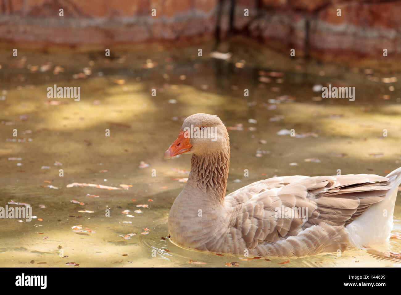 American buff goose fotografías e imágenes de alta resolución - Alamy