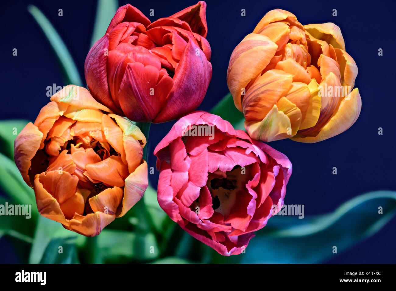 Las bellas artes todavía la vida colorida flor surrealista macro de un ramo  de flor rosa roja cuatro flores de tulipán amarillo,cuarteto,negro natural  vuelve borrosa Fotografía de stock - Alamy