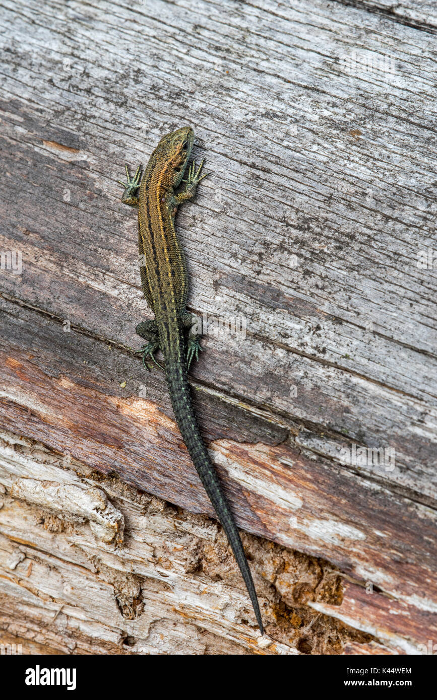 Los jóvenes ovíparos lizard / lagarto común (Zootoca vivipara / Lacerta vivipara) menores asoleándose en log en verano Foto de stock