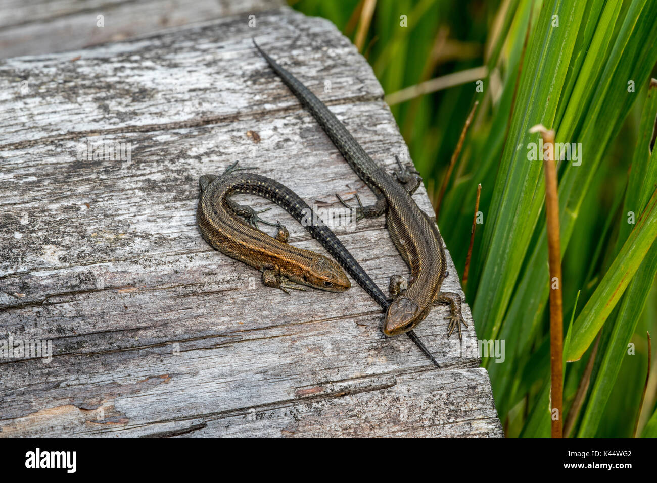 Dos jóvenes lagartos ovíparos / lagarto común (Zootoca vivipara / Lacerta vivipara) los menores asoleándose en log en verano Foto de stock
