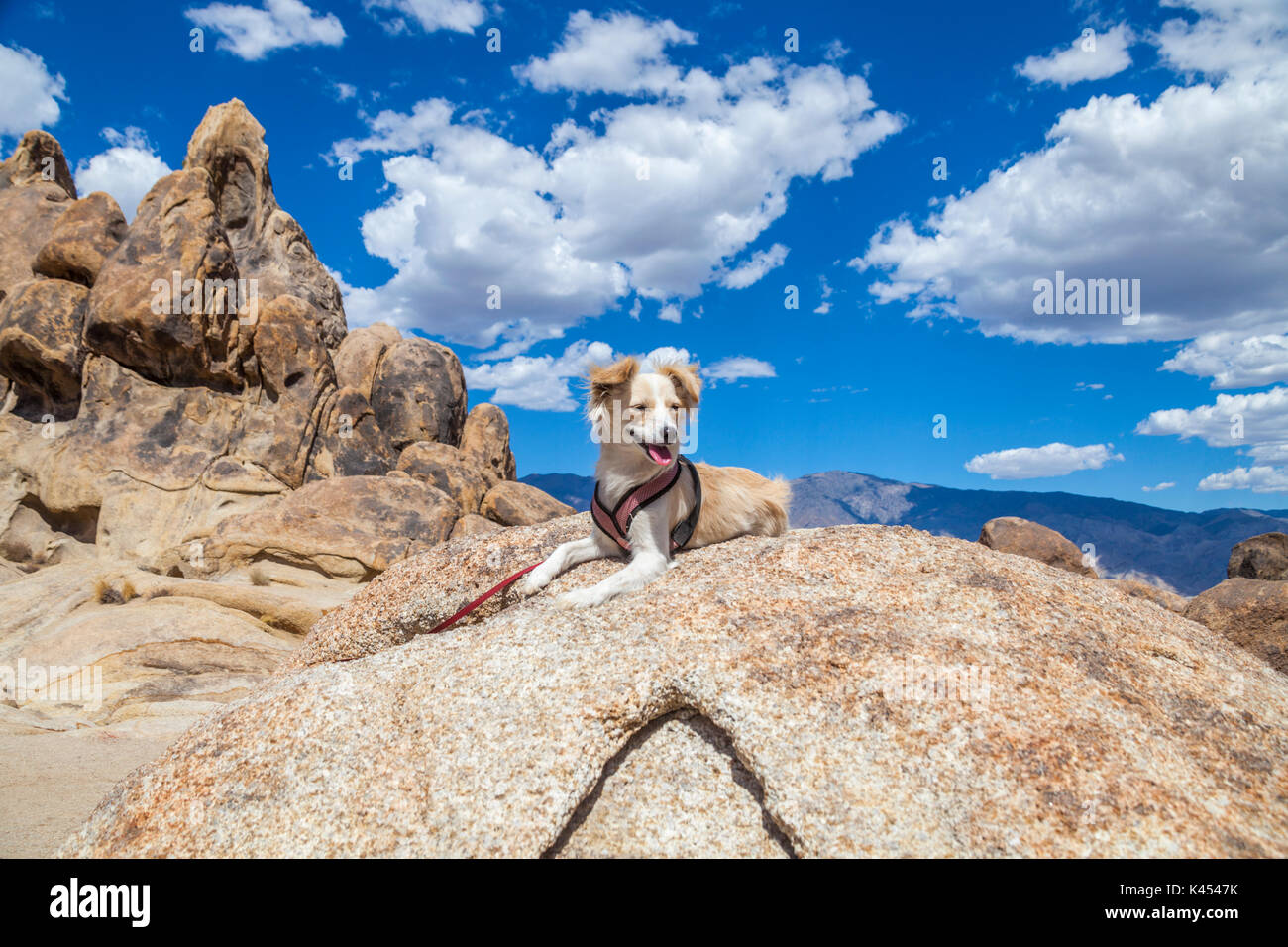 Lindo perrito en alabama Hills National Recreation Area en California Foto de stock
