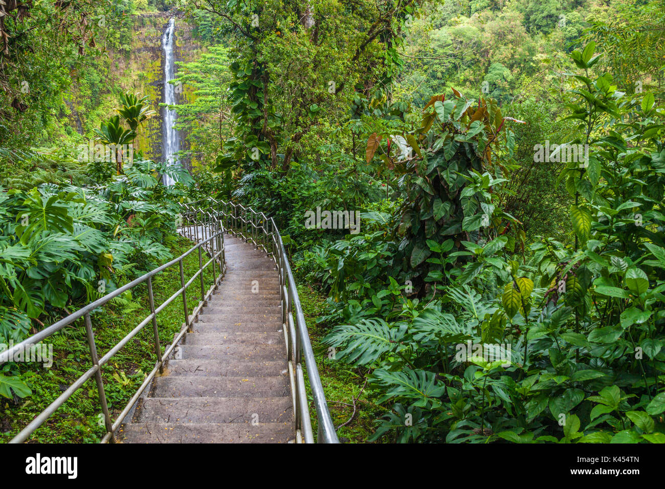 Plantas y árboles verdes junto a la pasarela en akaka Falls State Park, en la Isla Grande de Hawai Foto de stock