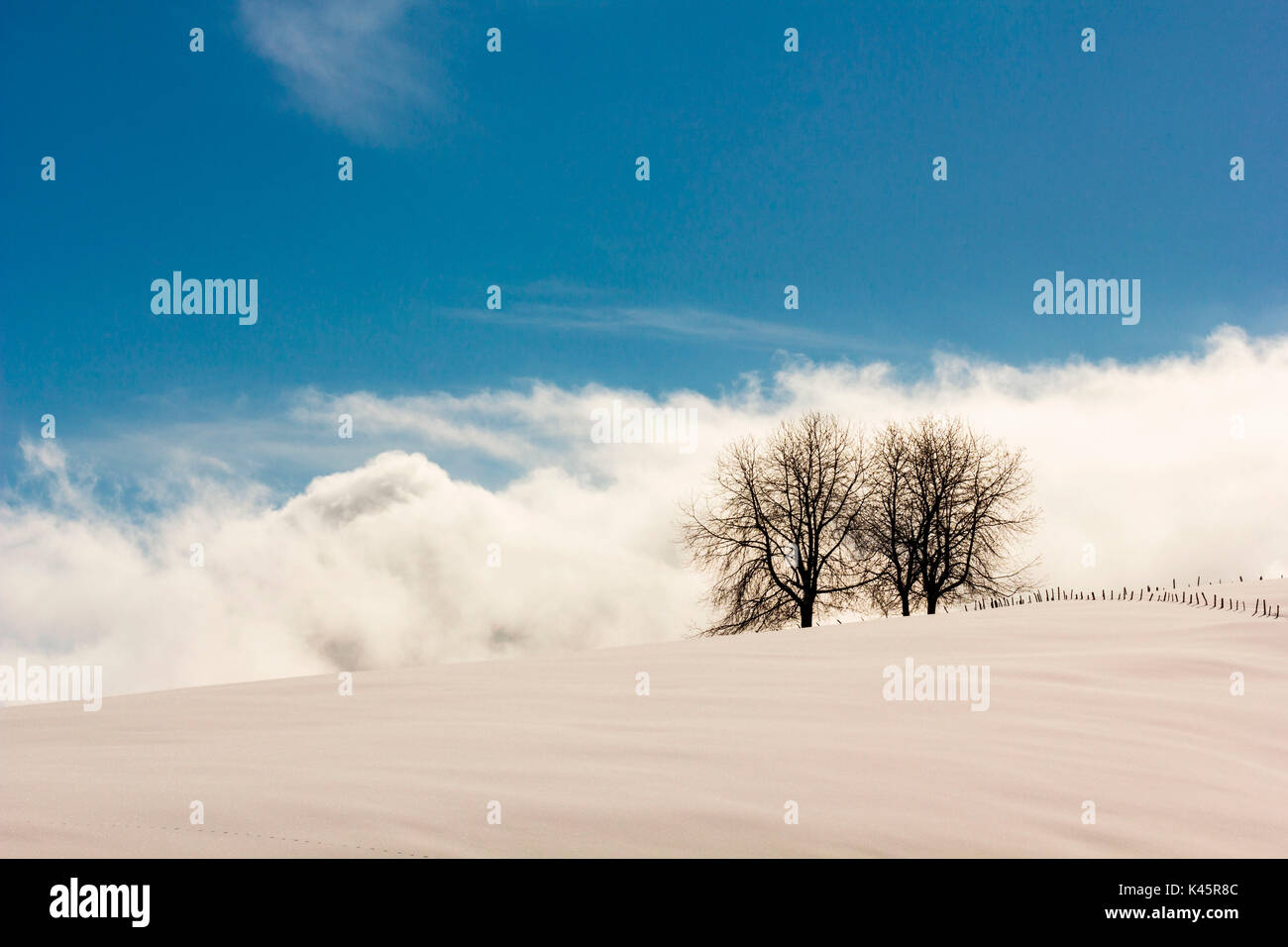 Galión, Altopiano de Asiago, en la provincia de Vicenza, Veneto, Italia. Dos árboles en sol de invierno. Foto de stock