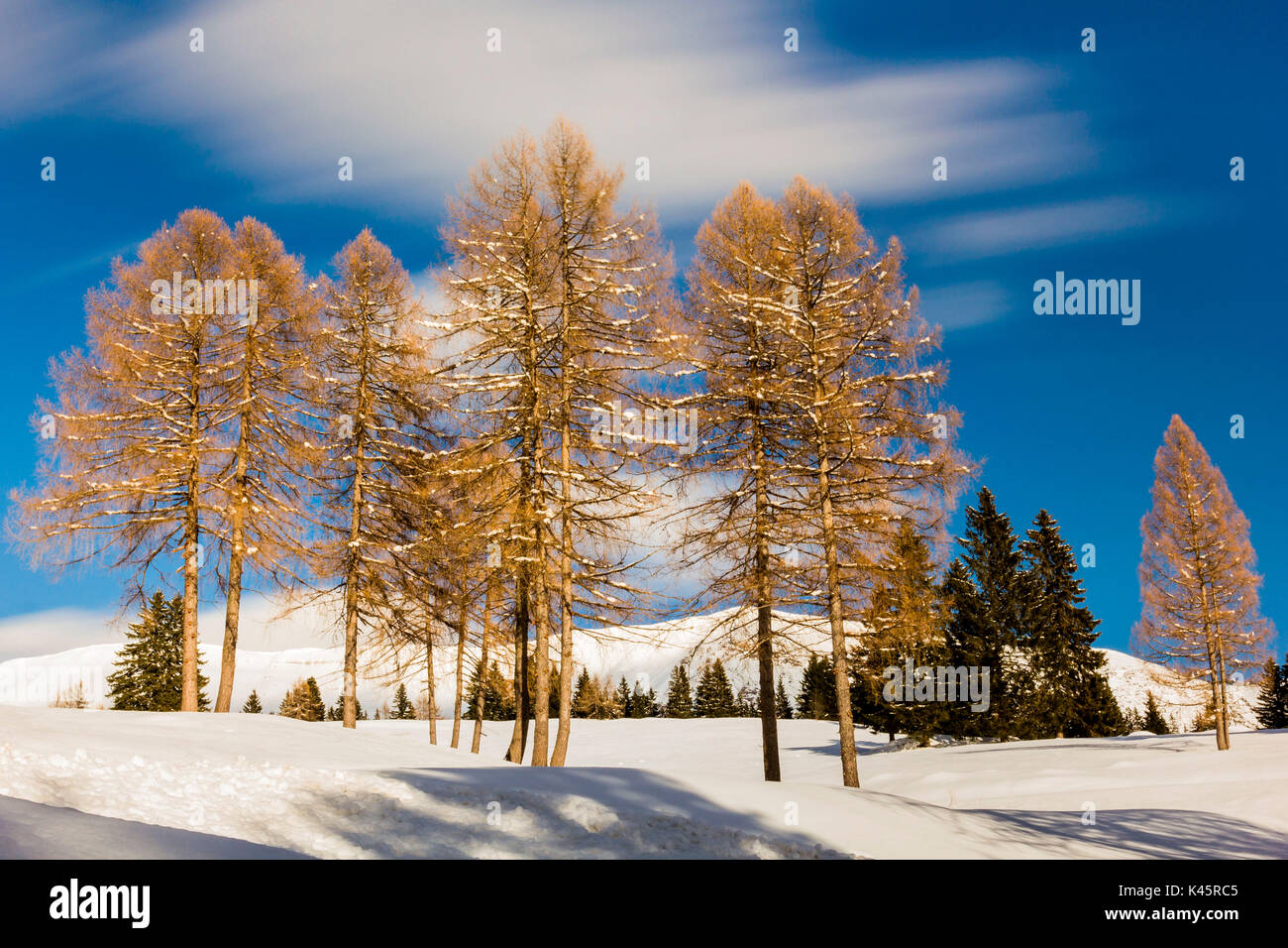 Árboles, Altopiano de Asiago, en la provincia de Vicenza, Veneto, Italia. Grupo Alerces en invierno. Foto de stock