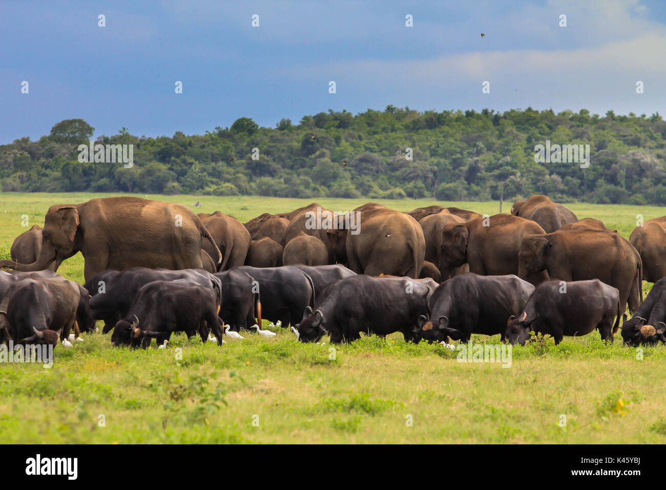 Un grupo de elefantes y búfalos durante un safari en Sri Lanka Foto de stock