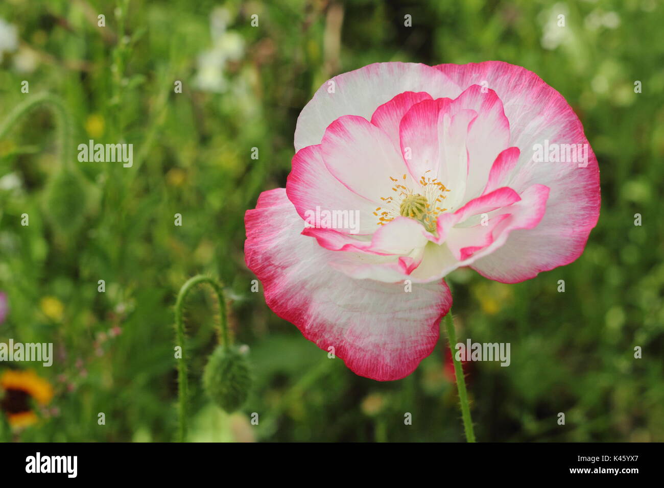 True Shirley adormidera (Papaver rhoeas) que florece en una pradera pictórico inglés junto con el Obispo de la Flor (Ammi Majus en verano (julio), REINO UNIDO Foto de stock