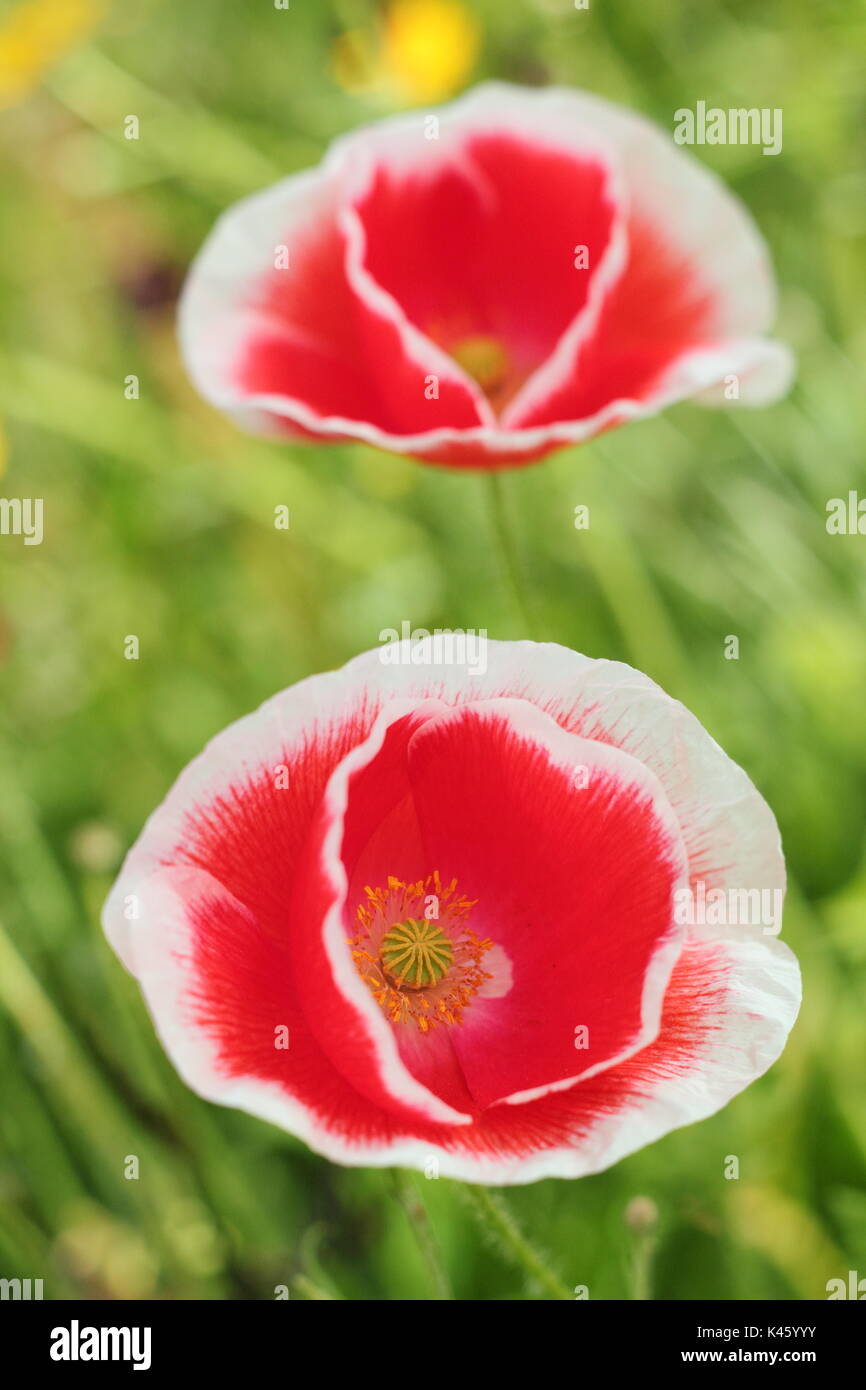 True Shirley amapola (Papaver rhoeas) que florece en una flor en inglés meadow en verano (julio), REINO UNIDO Foto de stock