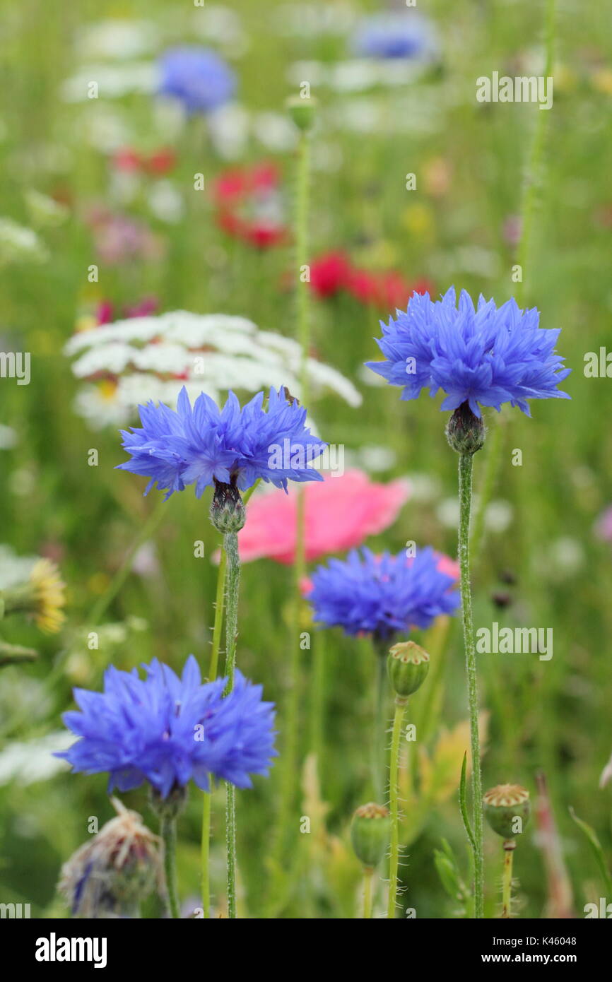 Acianos (Centaurea cyanus azul), Bishop's Flower (Ammi Majus) y Shirley amapola (Papaver rhoeas) en una pradera sembrada en inglés en verano (julio), REINO UNIDO Foto de stock