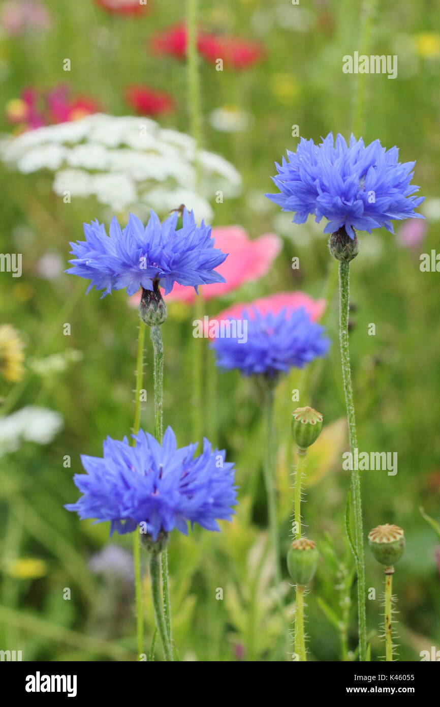 Acianos (Centaurea cyanus azul), Bishop's Flower (Ammi Majus) y Shirley amapola (Papaver rhoeas) en una pradera sembrada en inglés en verano (julio), REINO UNIDO Foto de stock