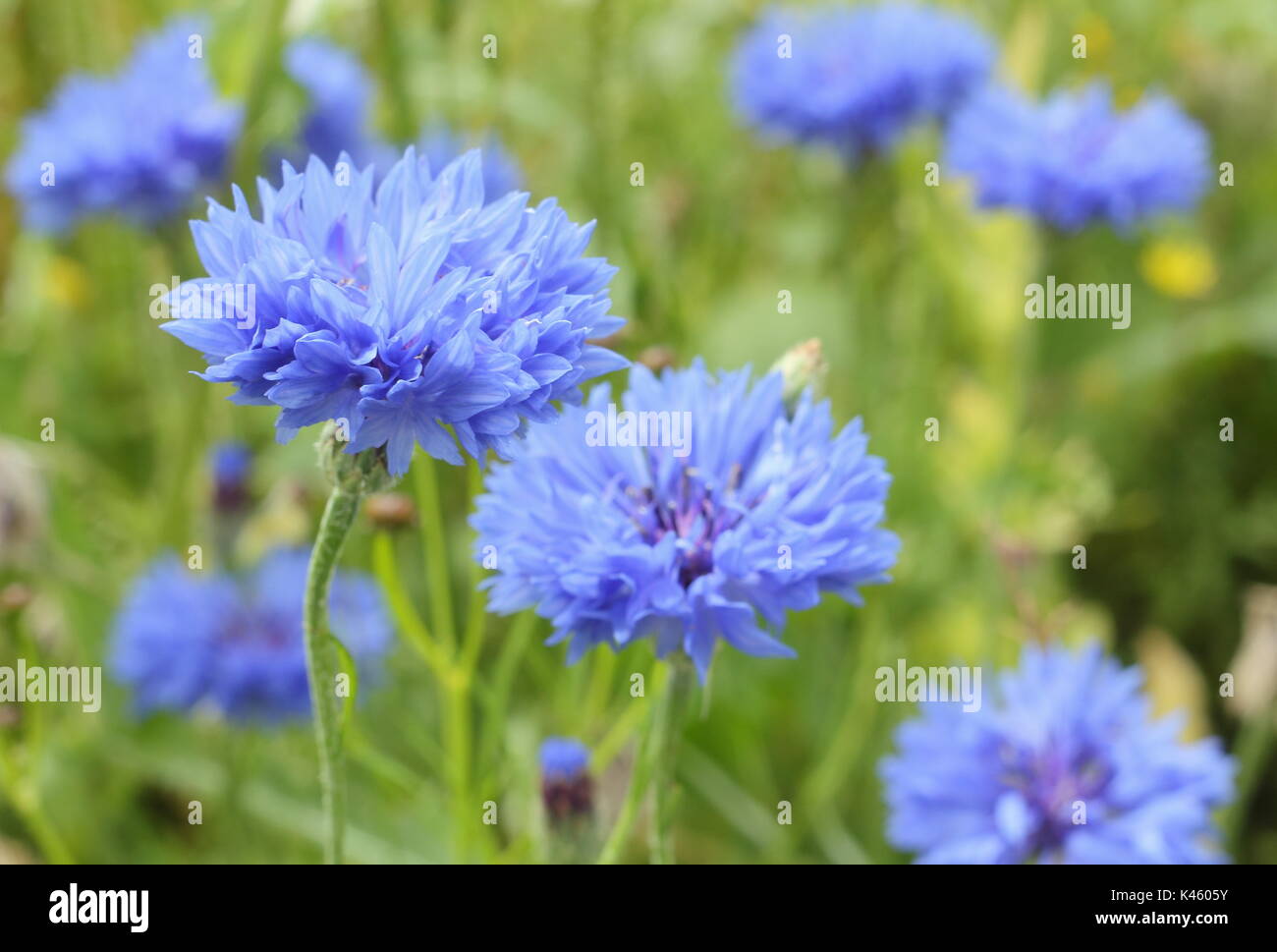 Acianos (Centaurea cyanus azul) en plena floración en inglés un prado en verano (julio), REINO UNIDO Foto de stock