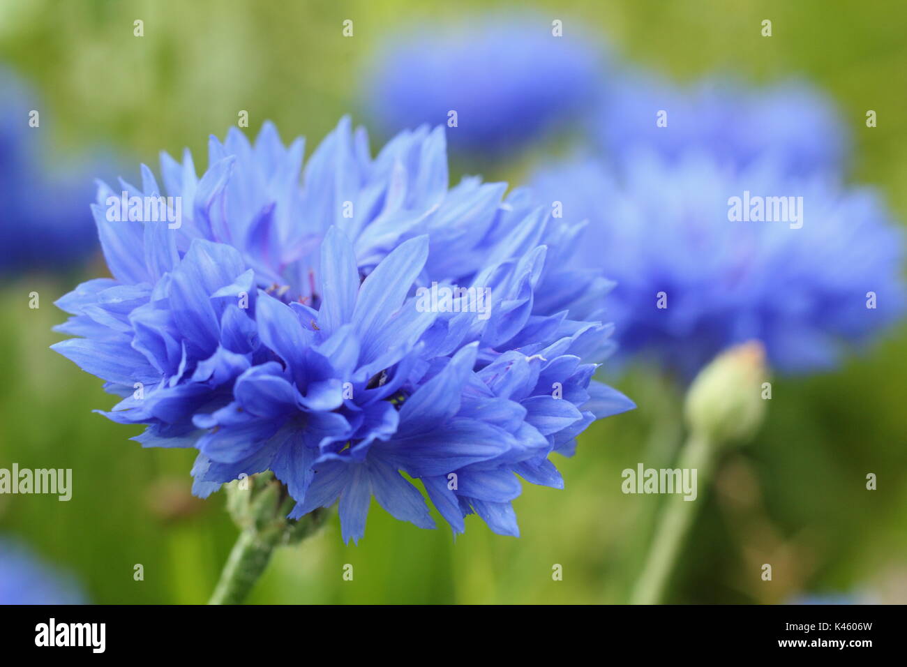 Acianos (Centaurea cyanus azul) en plena floración en inglés un prado en verano (julio), REINO UNIDO Foto de stock