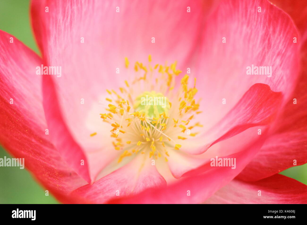 True Shirley adormidera (Papaver rhoeas) mostrando la base de blanco, estambre y pétalos de seda, florece en una pradera sembrada en inglés en verano (julio), REINO UNIDO Foto de stock