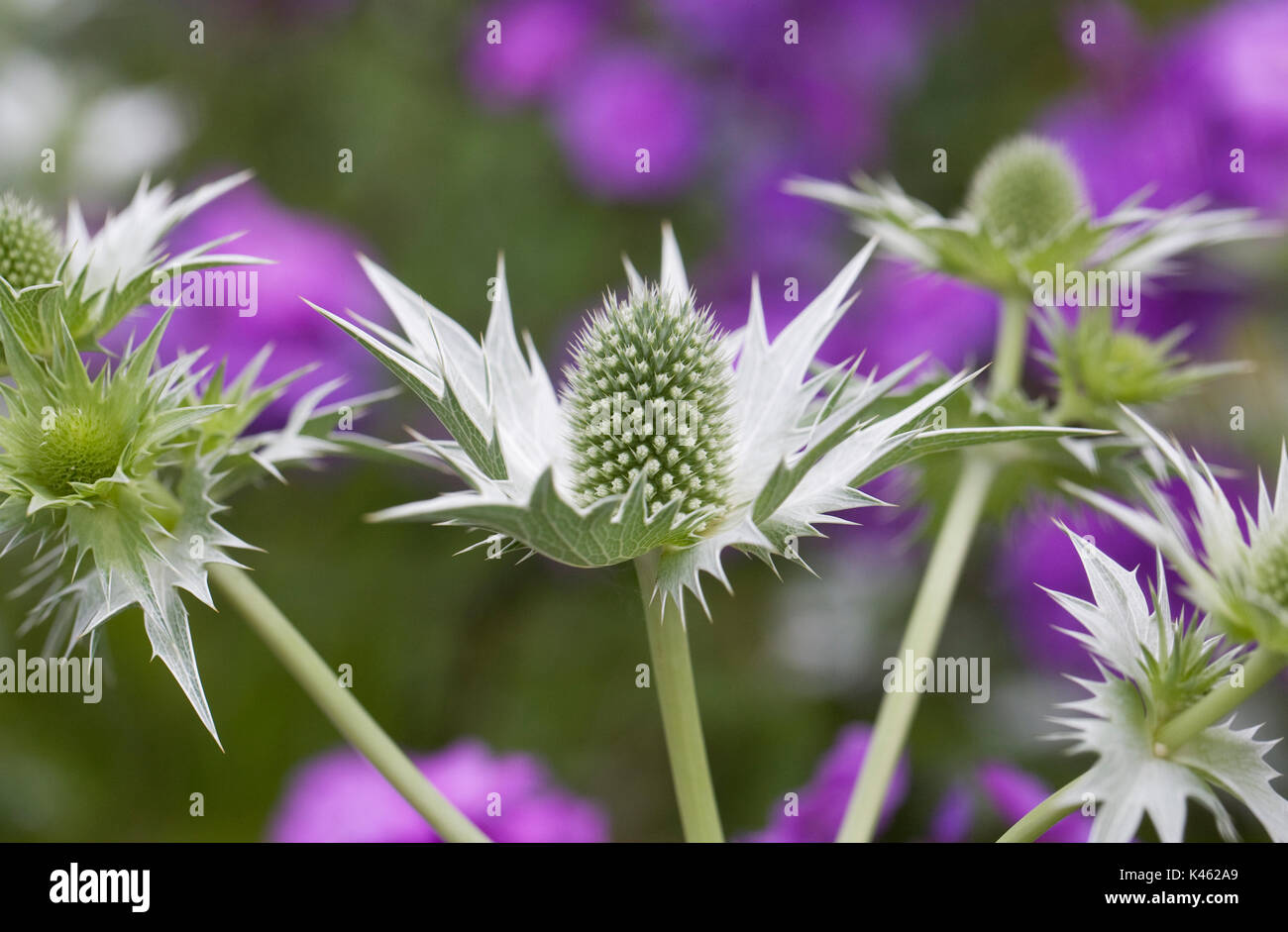 Eryngium giganteum 'Silver Ghost'. Tall eryngo 'Silver Ghost