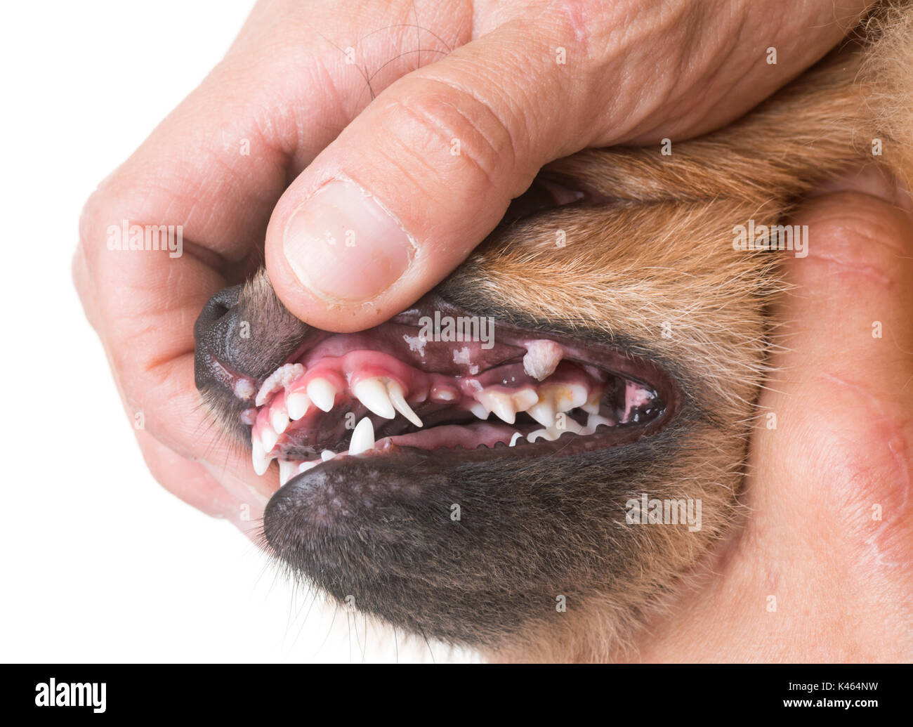 Úlcera bucal de perros delante de un fondo blanco Fotografía de stock -  Alamy