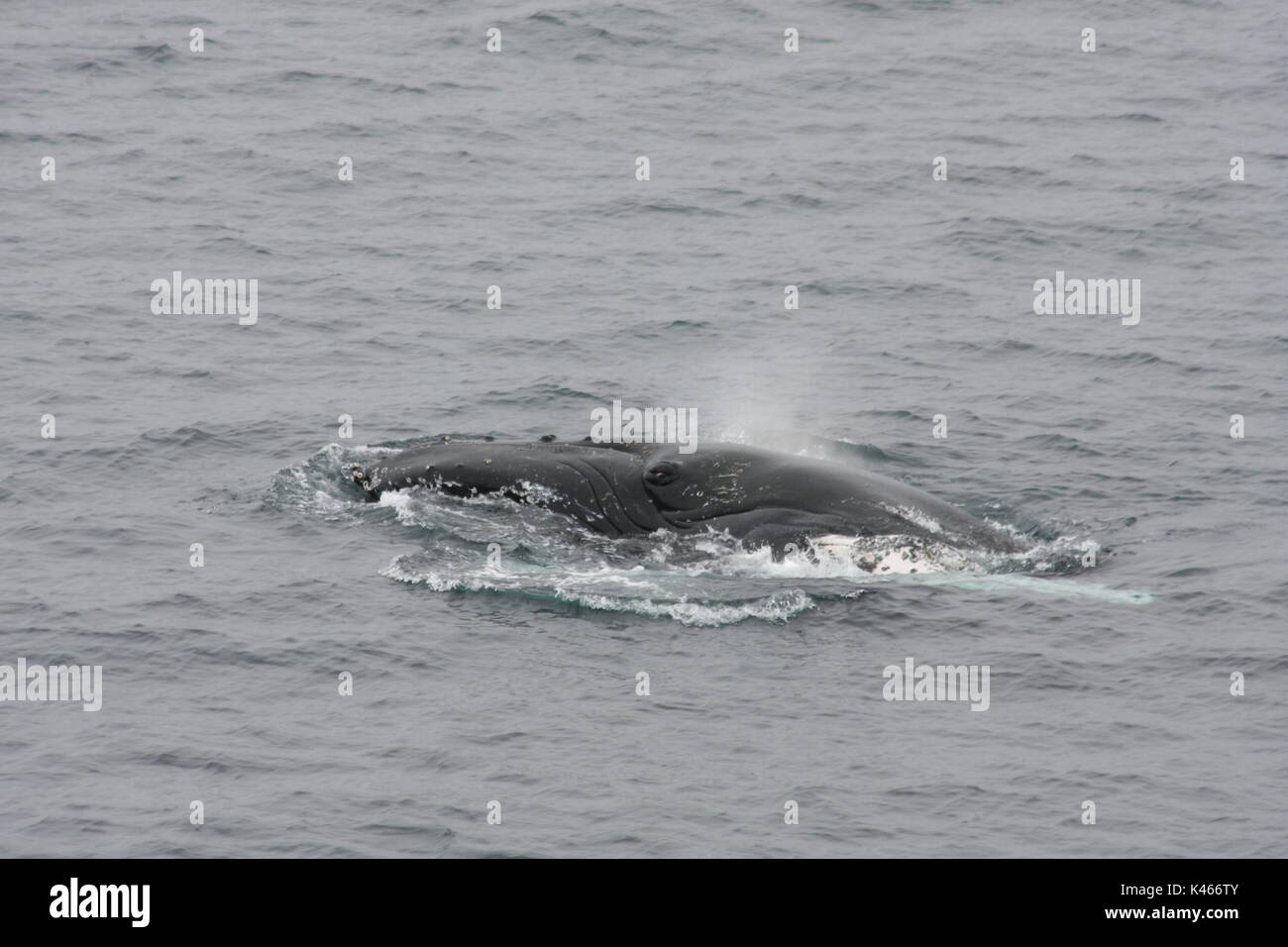 Ballena jorobada Foto de stock