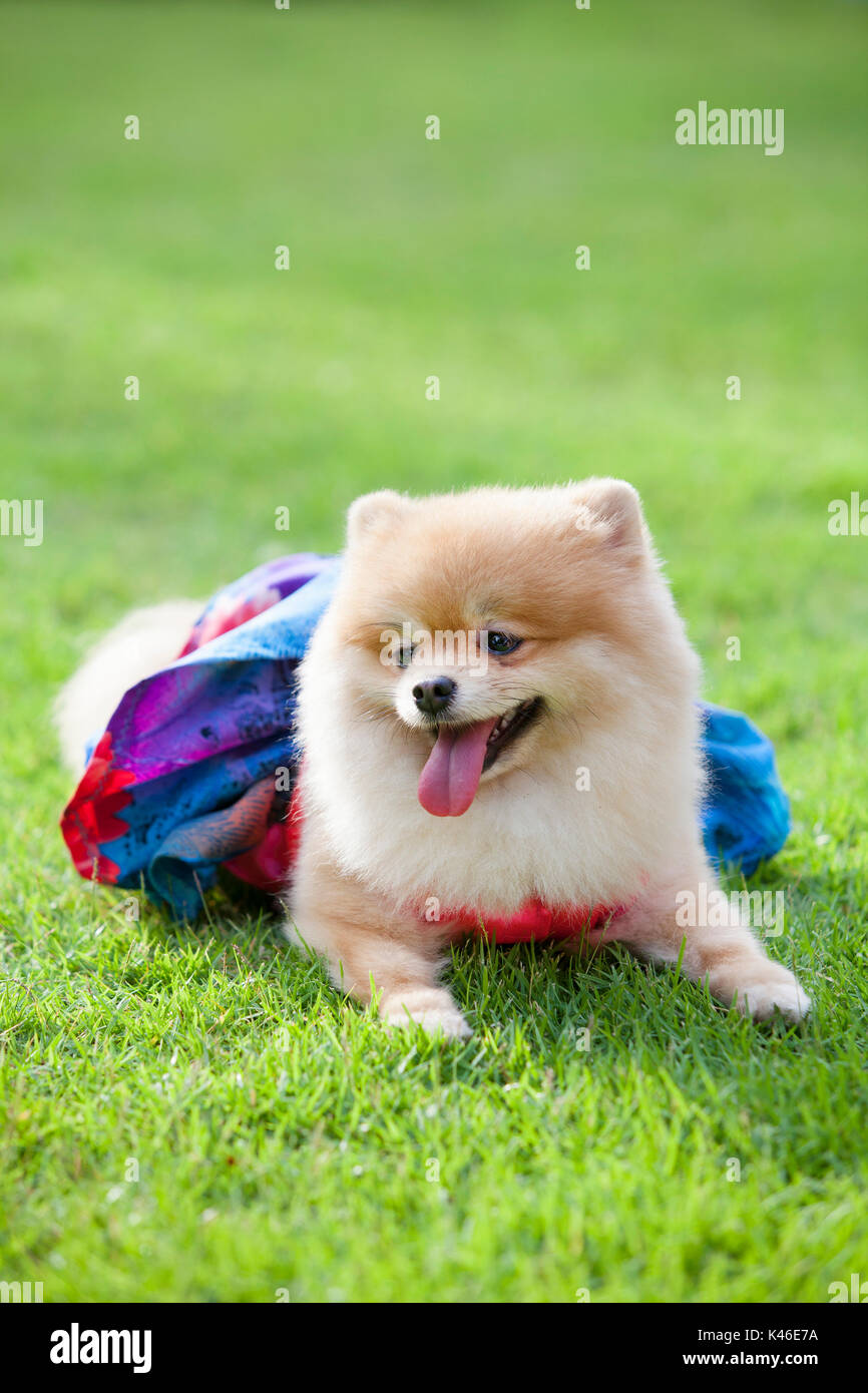 pomerania en el césped que llevar ropa para perro y ropa ha ping y el color Fotografía de stock - Alamy