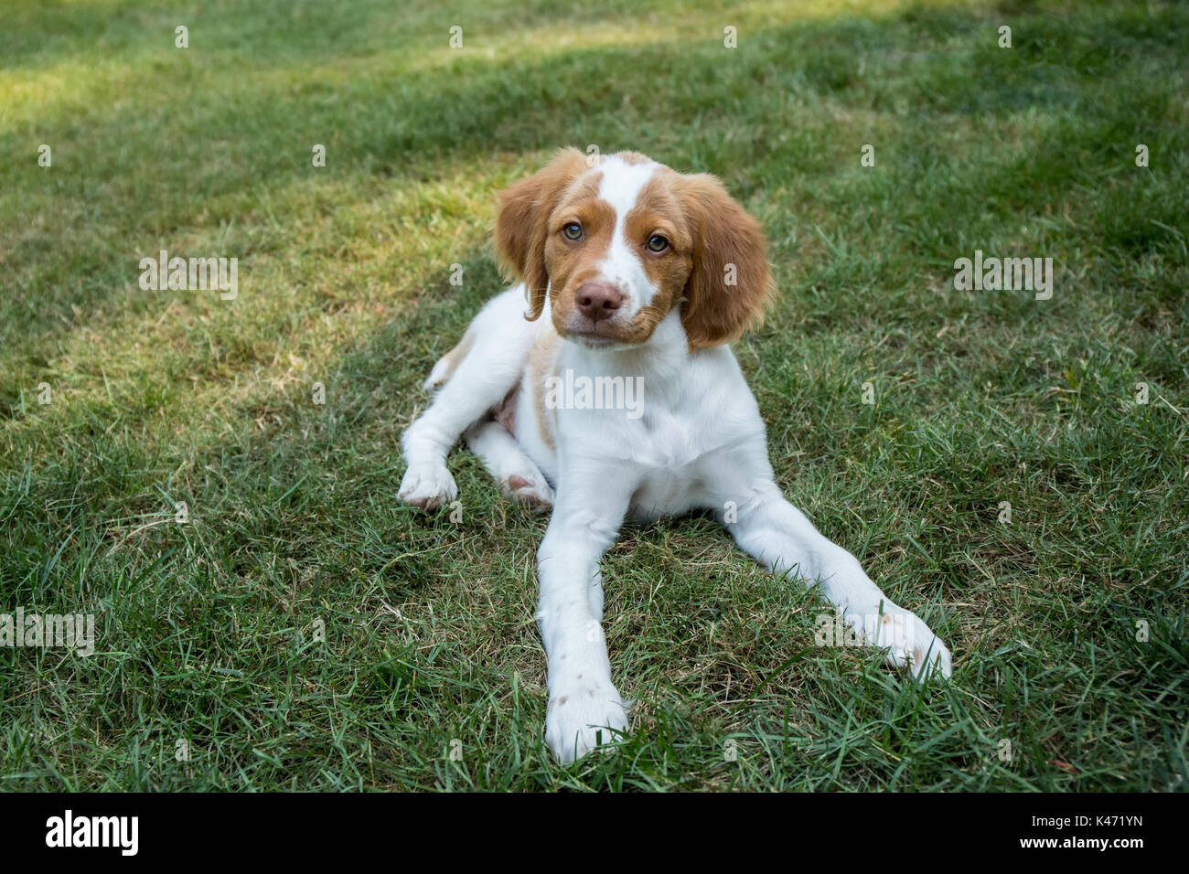 Dos Meses De Edad Epagneul Breton Archie Recostado En Su Patio Trasero En Issaquah Washington Ee Uu Fotografia De Stock Alamy