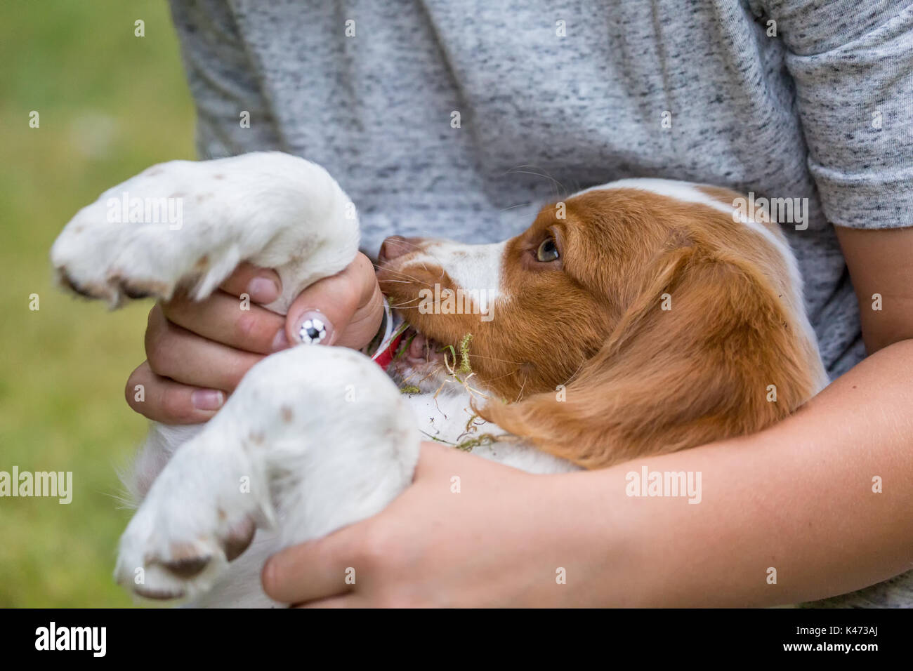 Once años de edad sosteniendo un bebé de dos meses Epagneul Breton quien ha estado comiendo hierba, en Issaquah, Washington, EE.UU. Foto de stock