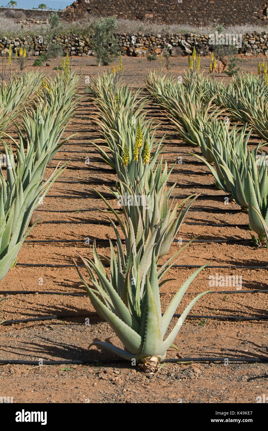 Cultivo de aloe vera en Fuerteventura, Islas Canarias, España, Europa  Fotografía de stock - Alamy