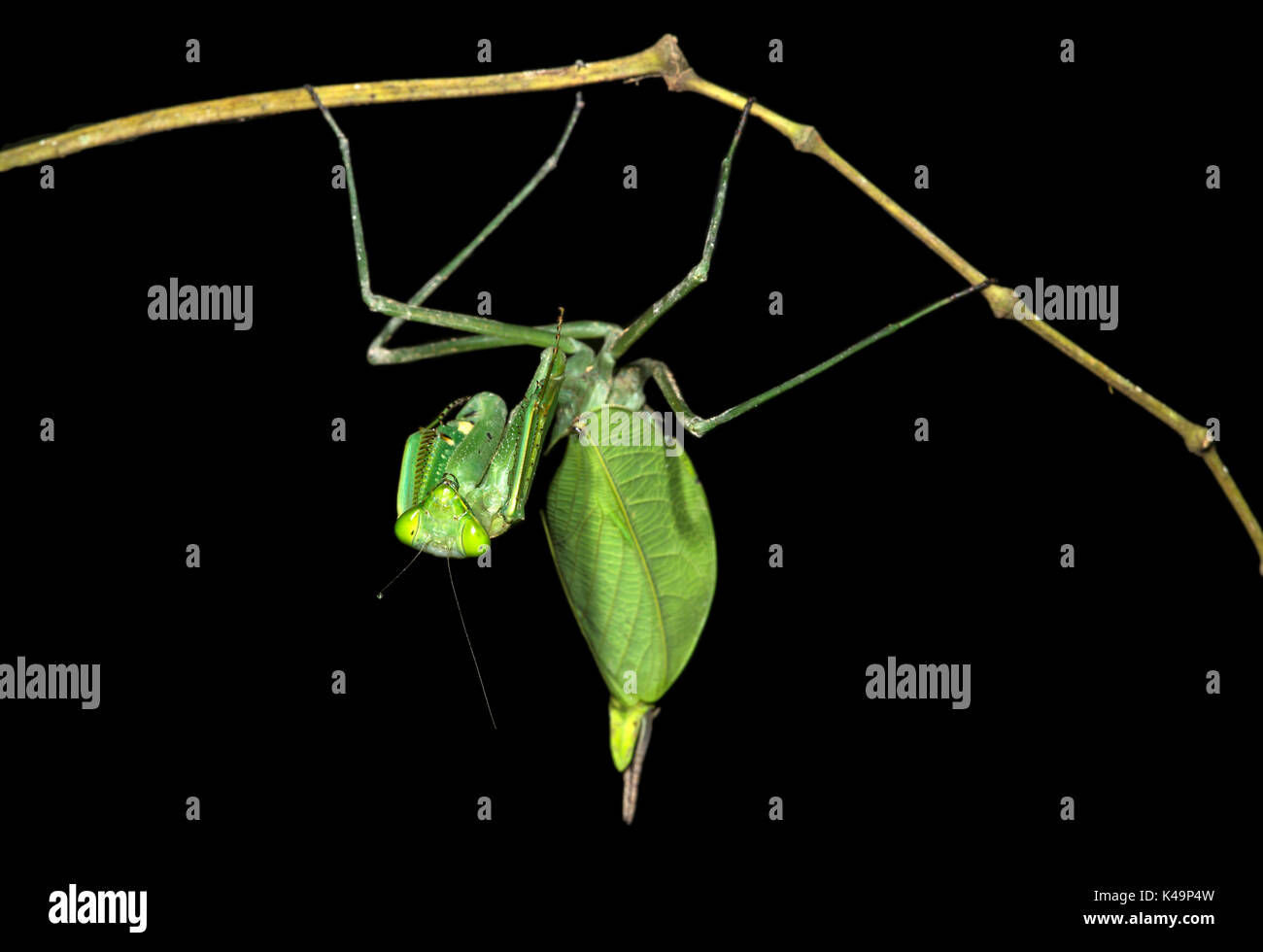 Neotropical mantis hembra , Mantises , Choco Bosque, Ecuado Foto de stock