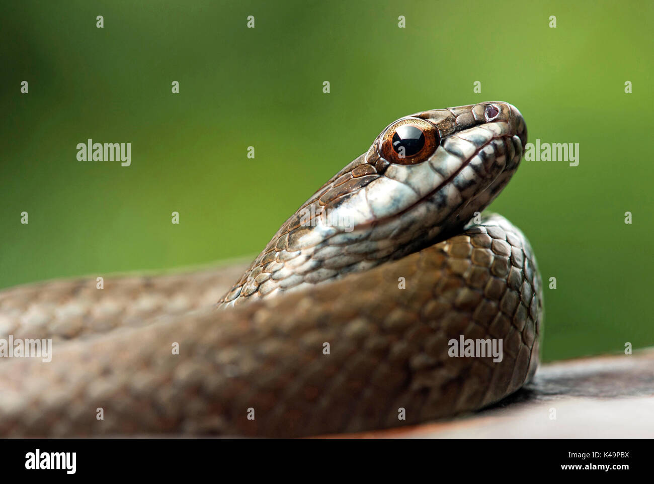 Serpiente Mastigodrya Colubridae , Selva Amazónica, Ecuador Foto de stock