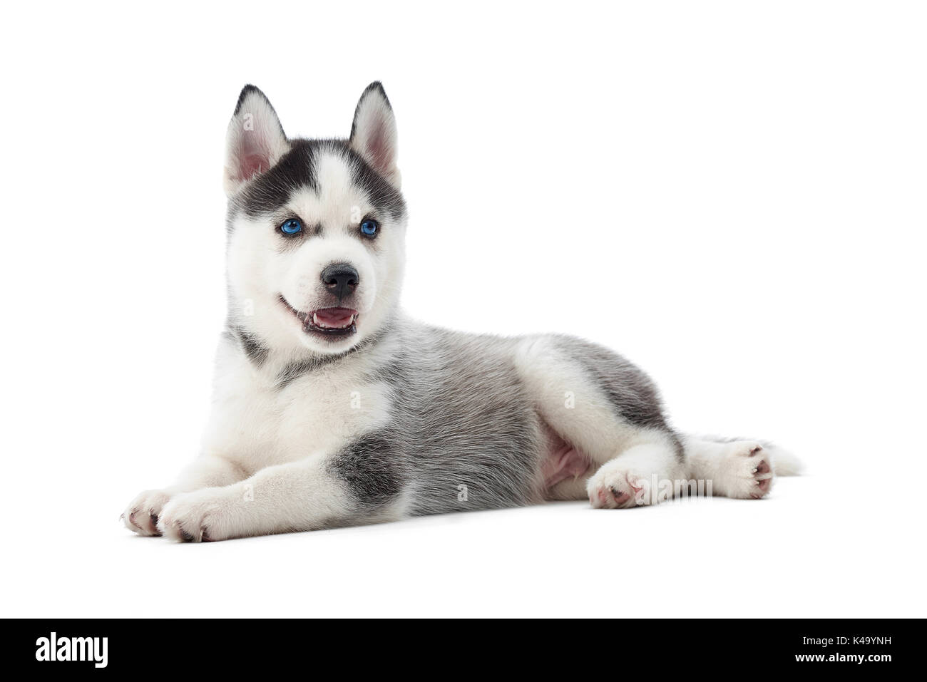 Cachorro de perro de raza siberian husky con ojos azules acostado en el  piso Fotografía de stock - Alamy