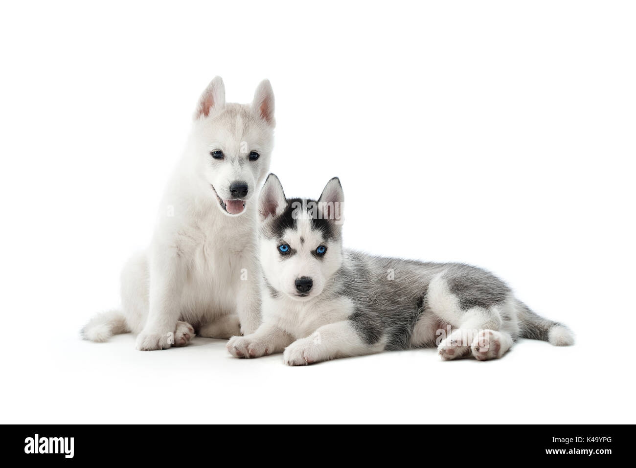 Cute little dos cachorros de perro husky siberiano. Foto de stock