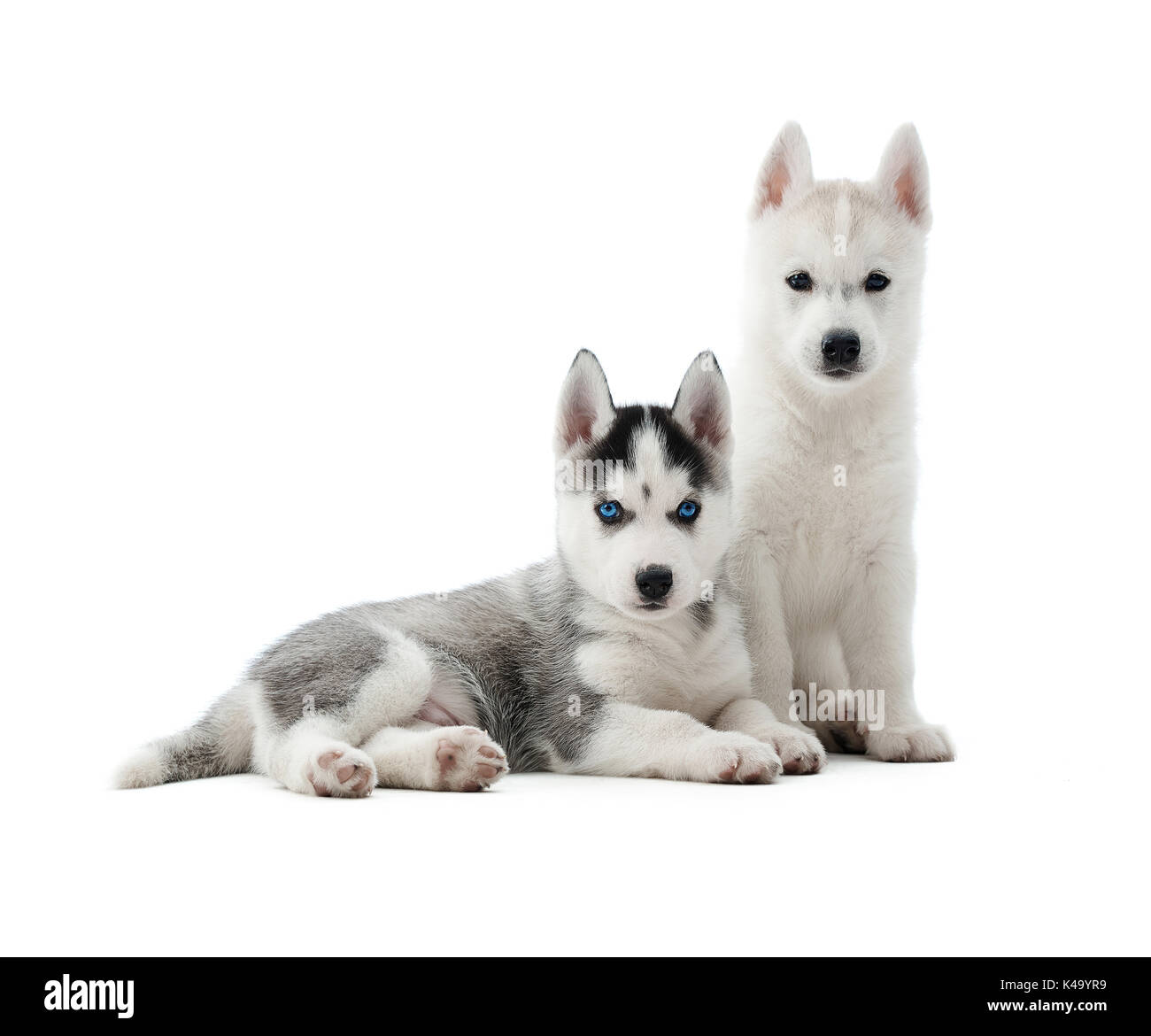 Husky cachorros como lobo con gris y el color blanco de la piel. Foto de stock