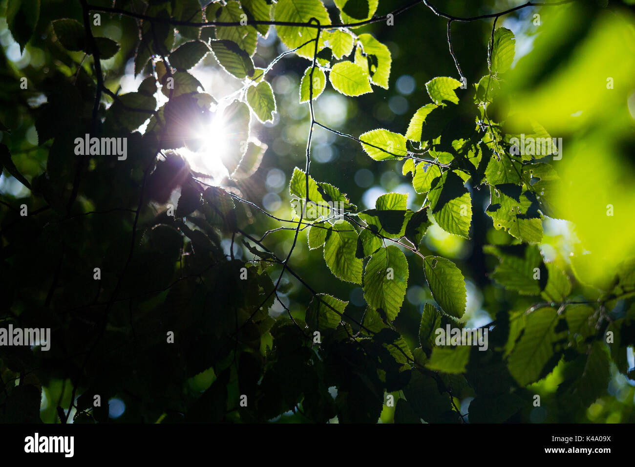 Sonne scheint durch das Blattwerk in einem sommerlichen Wald Foto de stock