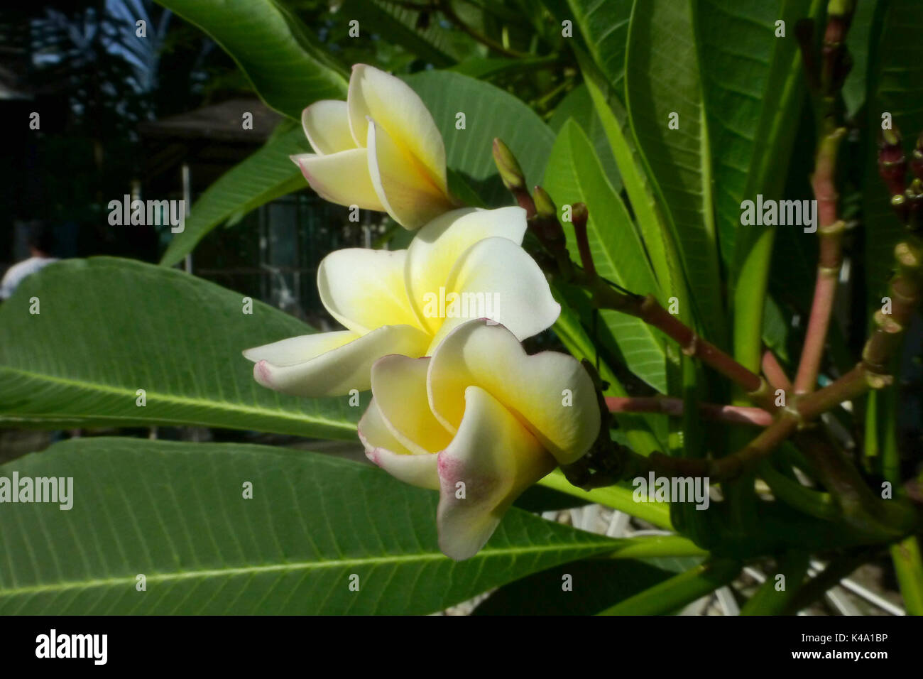 Philippines flowers fotografías e imágenes de alta resolución - Alamy