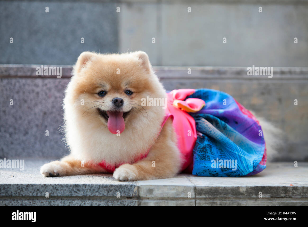 Perro pomerania en la escalera que llevar ropa para perro y ropa de pom  ping y tiene color azul.pommeranian buscando Fotografía de stock - Alamy