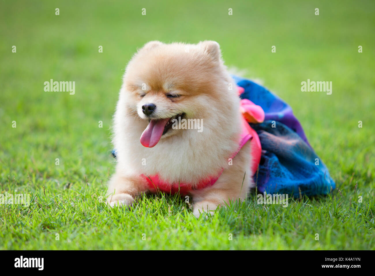 Perro pomerania en el césped que llevar ropa para perro y ropa de pom ha  ping y el color azul Fotografía de stock - Alamy