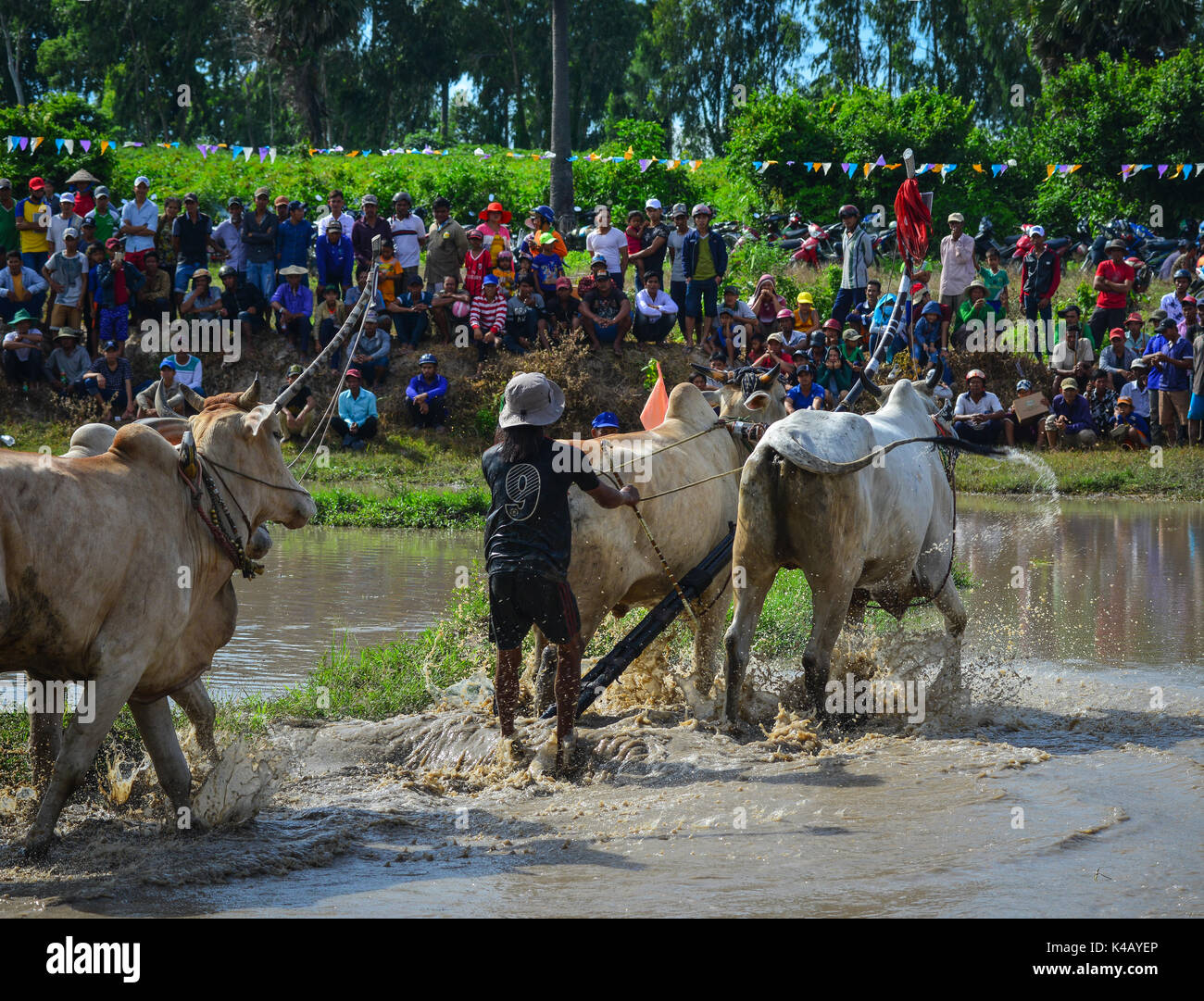 Delta del Mekong, Vietnam - 3 Sep, 2017. Vaca de carreras en el campo de arroz al día soleado en el Delta del Mekong, Vietnam. El Festival se celebra en Sene Dolta día del Khm Foto de stock