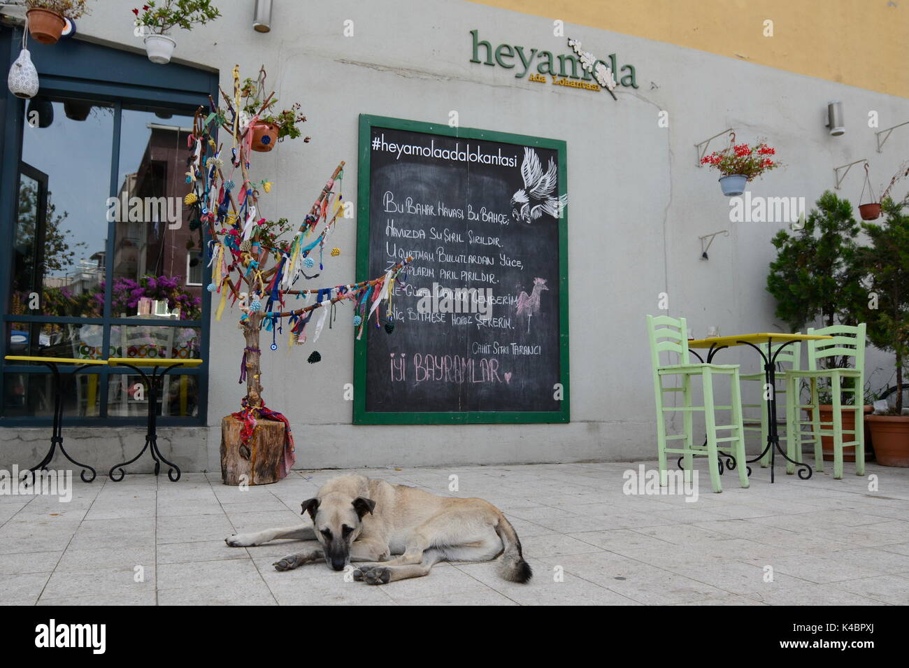 Perro callejero en el Prinzeninseln durmiendo delante de un pub, Estambul Foto de stock