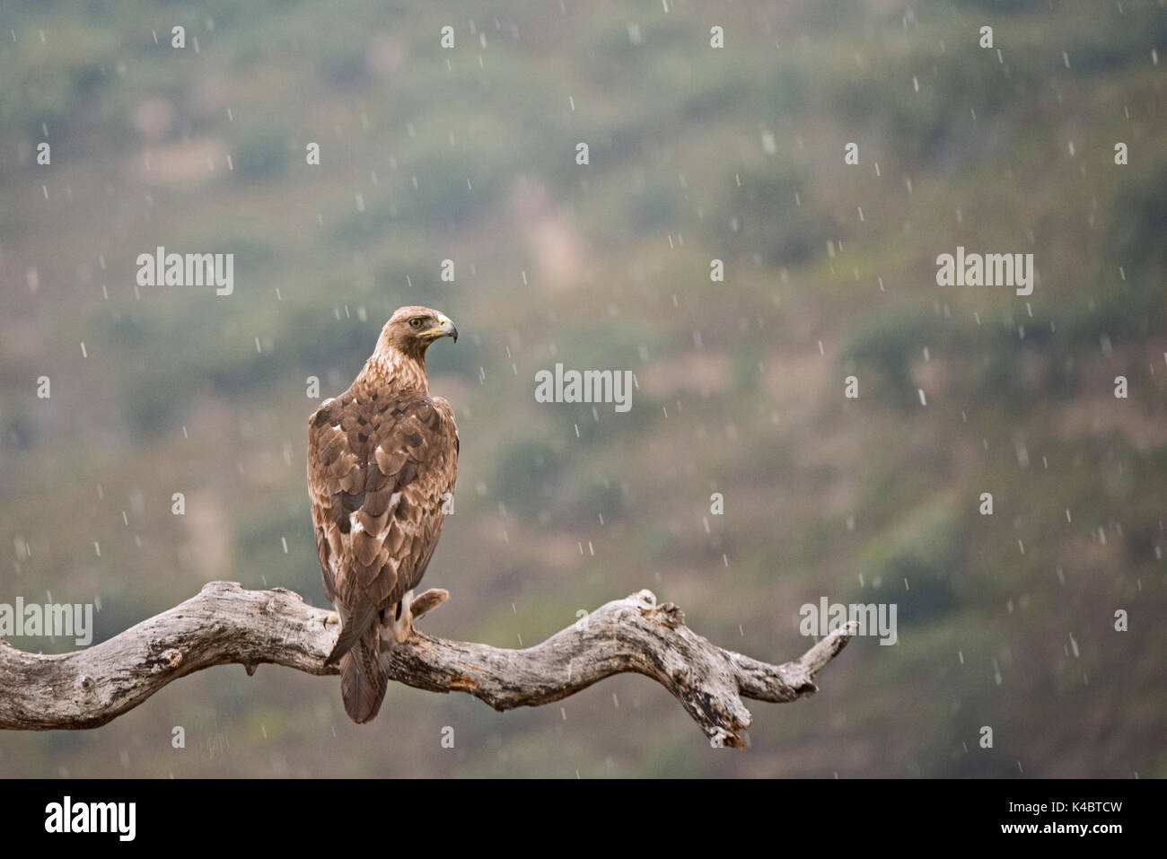 Águila Real Aquila chrysaetos en lluvia Arribes del Duerro España Junio Foto de stock