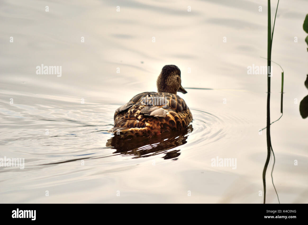Hermoso pato real para nadar en verano tranquilo estanque Foto de stock