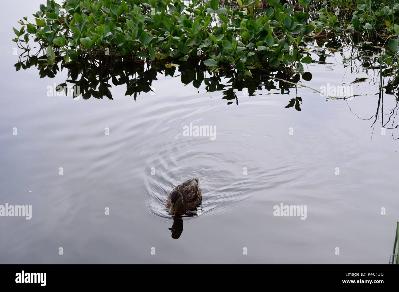 Hermoso pato real para nadar en verano tranquilo estanque Foto de stock
