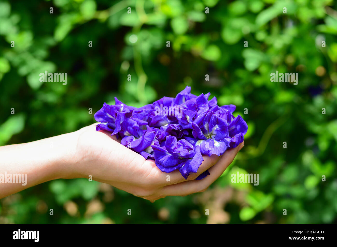 Gota de agua de mariposa fotografías e imágenes de alta resolución - Alamy Gota de agua de mariposa fotografías e imágenes de alta resolución - Alamy