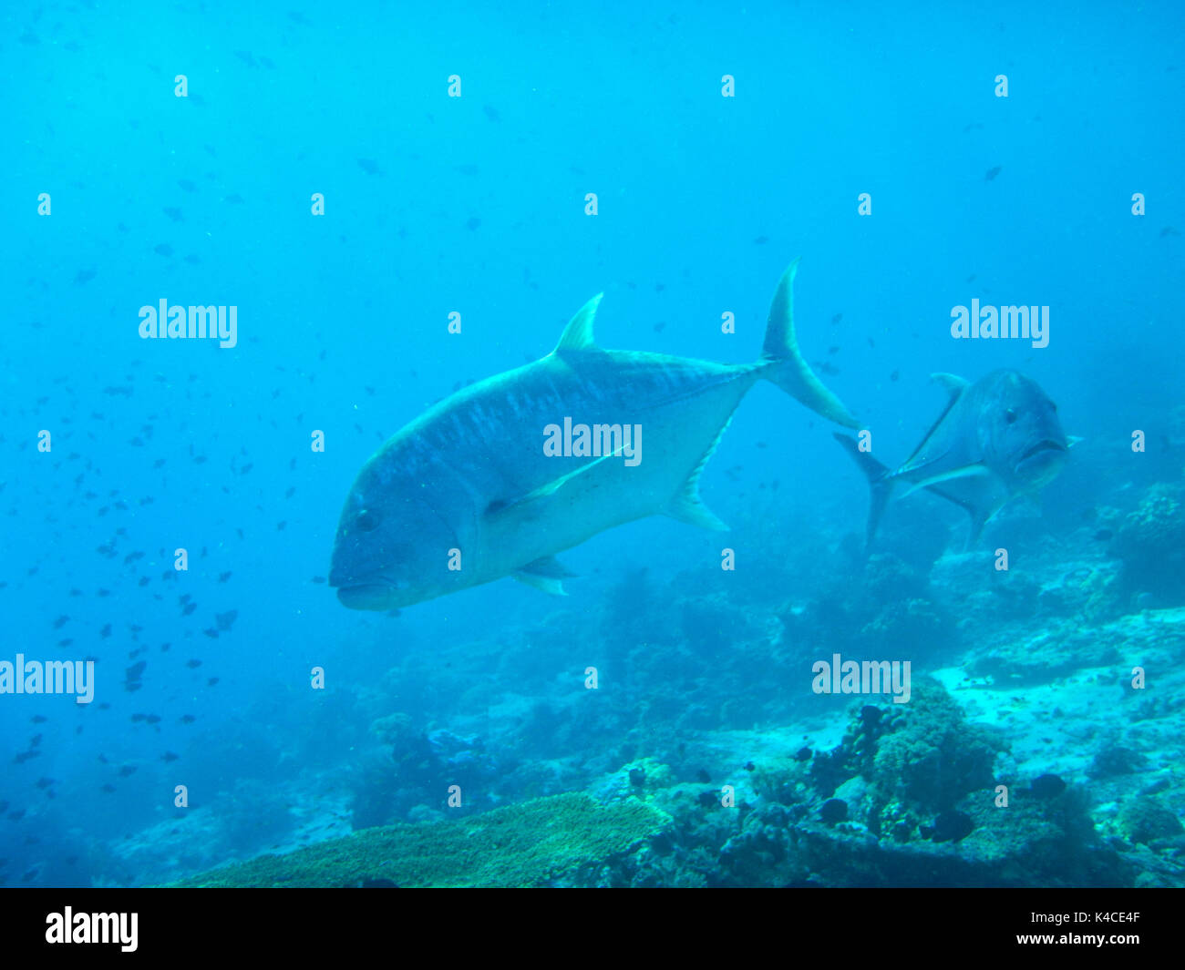 Cerca de Sandy trevallies gigantes arrecifes tropicales, Célebes sulawesi selayar Foto de stock