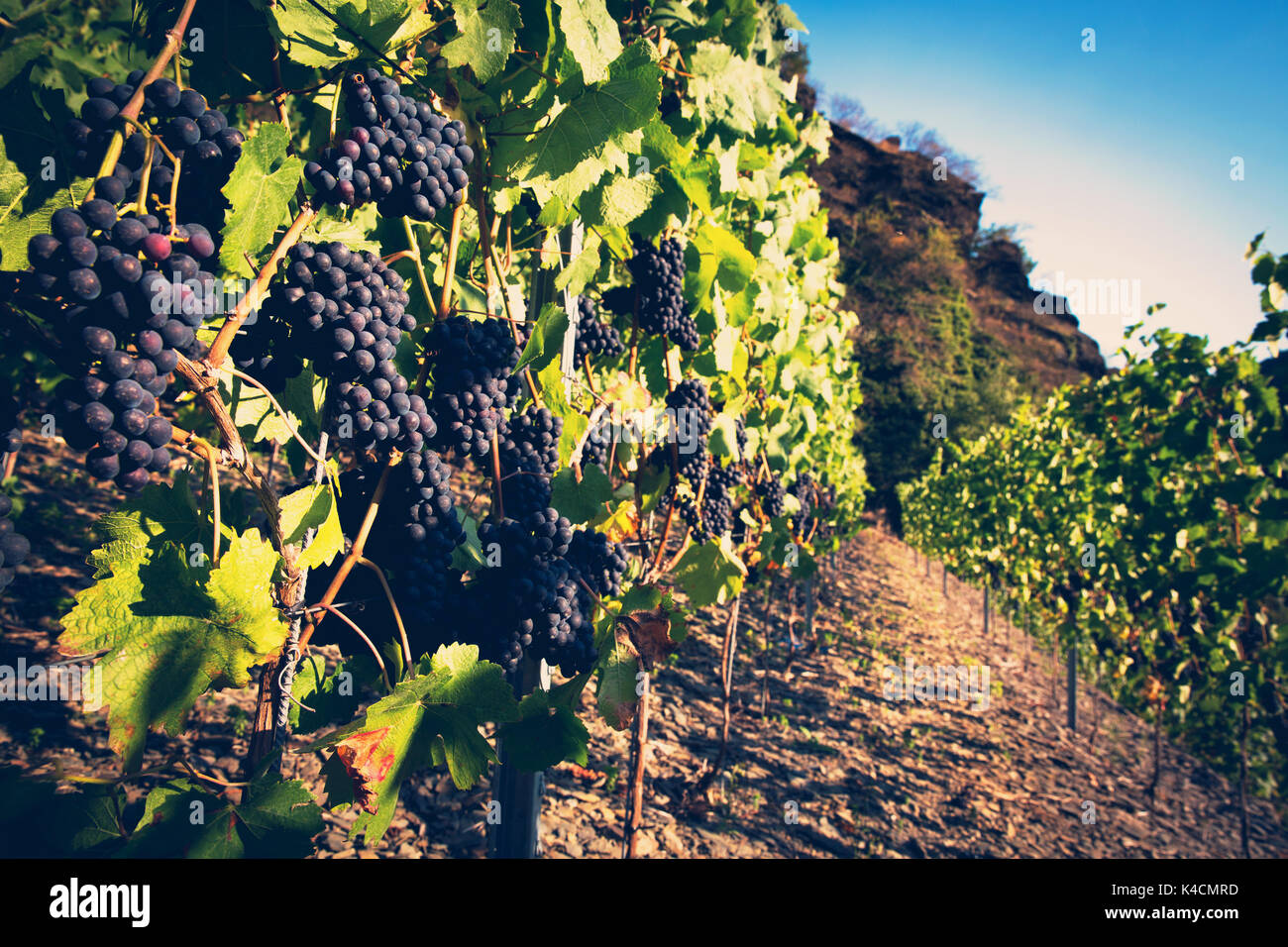 Las uvas rojas en el valle de ahr. Foto de stock