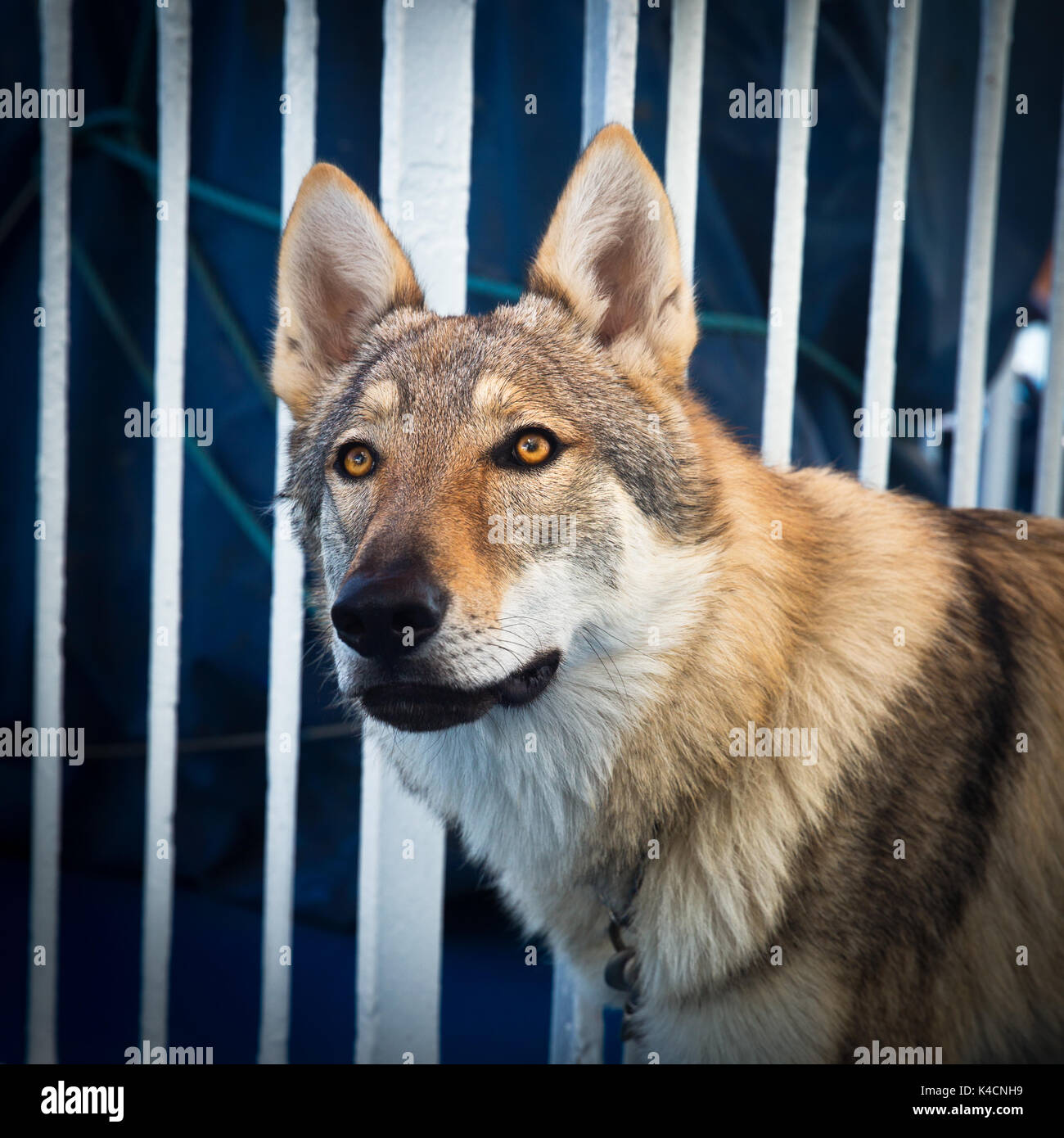 Wolfdog, Lobo Domesticado Foto de stock