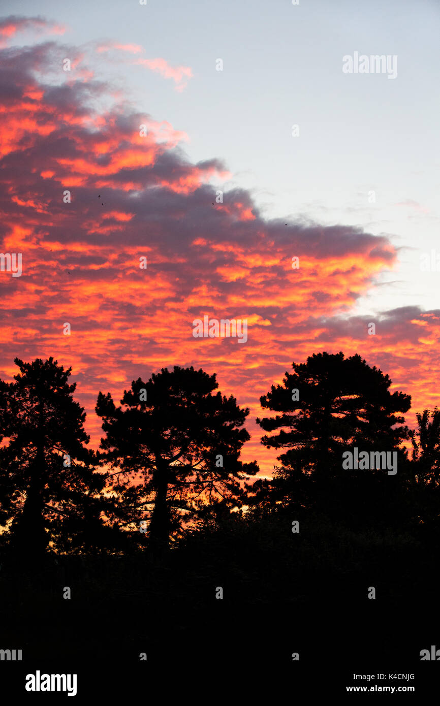 Silueta de árbol en contra de nubes en el amanecer Foto de stock