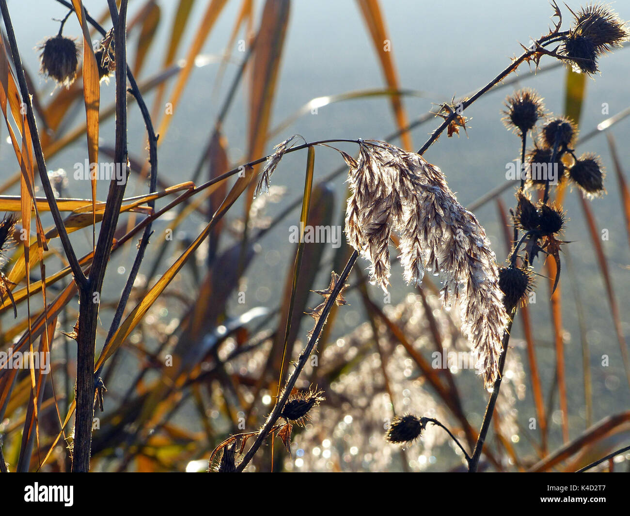 Juncos, carrizos, juncos de hierba de flores en la retroiluminación Fotografía de stock - Alamy Juncos, carrizos, juncos de hierba de flores en la retroiluminación Fotografía de stock - Alamy