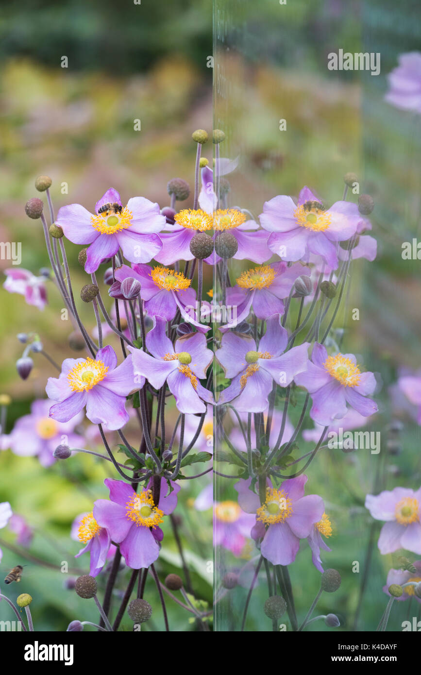 Anemone x hybrida Elegans. Anémona japonesa 'Elegans' flores y reflexiones en un panel de vidrio en RHS Wisley Gardens. Surrey, Inglaterra Foto de stock