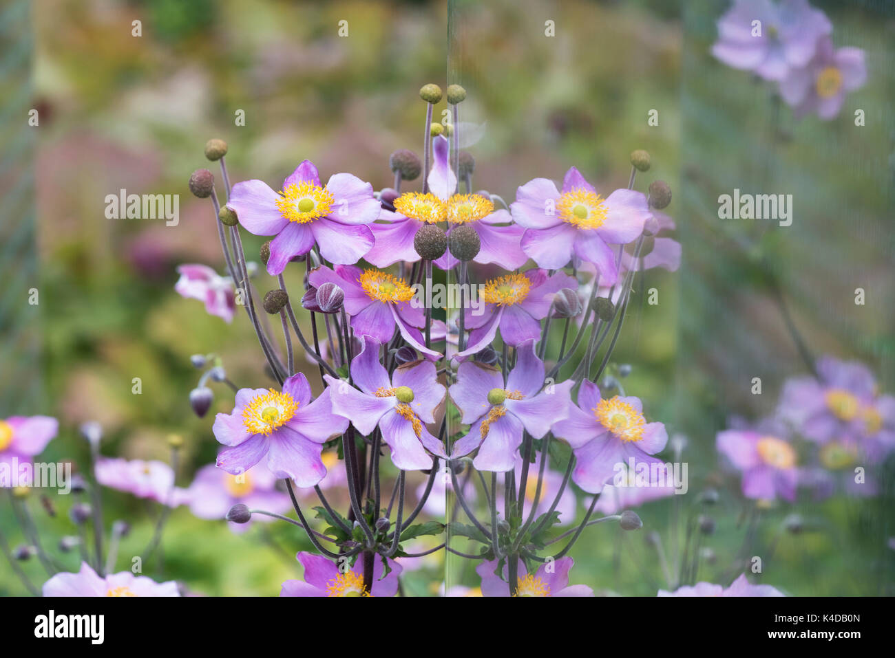 Anemone x hybrida Elegans. Anémona japonesa 'Elegans' flores y reflexiones en un panel de vidrio en RHS Wisley Gardens. Surrey, Inglaterra Foto de stock